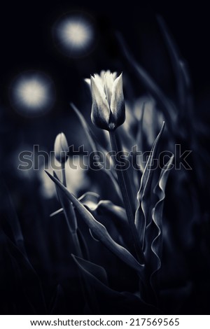 Tulips in the dark night with two glowing light spheres hovering above them reminiscent of fireflies or will-o-the-wisp.  Toned black and white image.