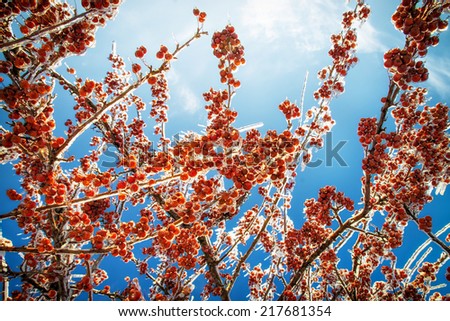 A low angle close up of the aftermath of an ice storm showing thick layer of ice covering the branches and crab apples on a tree against a clear blue sky.