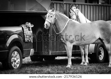 Two Palomino horses stand waiting beside a horse trailer hooked up to a pickup truck during a competition at a fair.  Processed in Black and White.