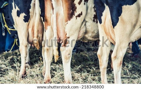 The backsides of free range organic dairy cows in a barn stall with their large udders full of milk.  Filtered for a retro, vintage look.