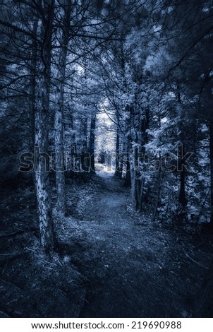 A dark and moody surreal path through the forest.   Photographed with an IR 665nm infrared converted camera. Contains slight grain typical of IR photography.