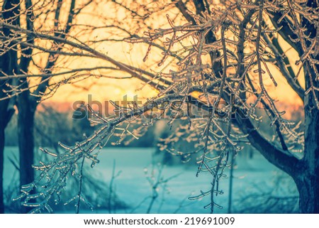 A close up of ice covered tree branches in the glow of the setting sun light after an ice storm.  Filtered for a retro, vintage look.