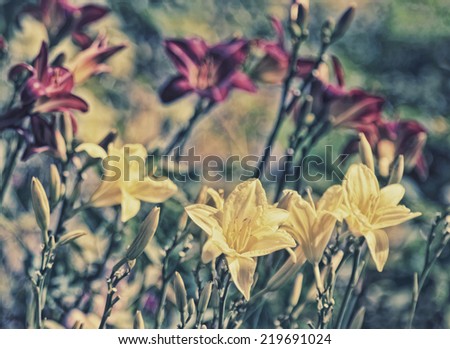 A group of lilies in a garden taken with a shallow depth of field so that one lily in the foreground is in focus and the rest in the background are blurred.  Filtered for a retro, vintage look.