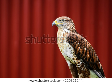 A red-tailed hawk is perched at an outdoor show on birds of prey on a red background.  Room for copy space.