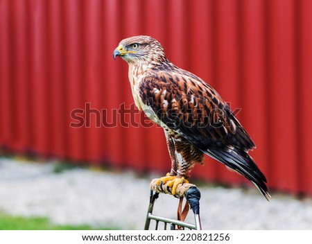A red-tailed hawk is perched at an outdoor show on birds of prey.
