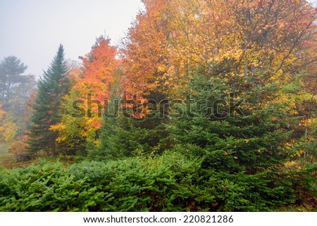 An colorful autumn forest on a misty morning with maple and evergreens trees during the autumn season.