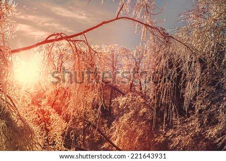 The sun shines brightly illuminating the ice covered branches of a tree making them sparkle after an ice storm during the winter season.  Filtered for a retro, vintage look.