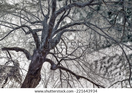 A whimsical background image of a bearded mans face depicted in the bark and ice of a tree after an ice storm during the winter season.  Processed for a retro, vintage look.