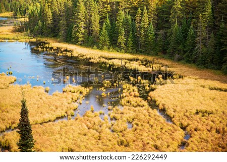 An overhead shot of a beaver pond at a natural park.  High angle scene viewed from Beaver Pond Trail, Algonquin Park, Ontario, Canada.
