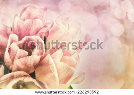 A bouquet of white and pink tulips in bloom against a bokeh background.  Room for copy space.  Filtered for a retro vintage look.