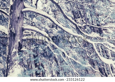 Photographed with a 590nm near infrared converted camera, of a cedar tree in a forest covered in snow after a snow storm in the winter. Toned.  Contains slight grain typical of IR photography.
