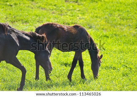 Horse eating grass with coat on a green grass