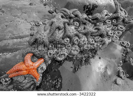 A single starfish stands out in a reef of other black and white fish.