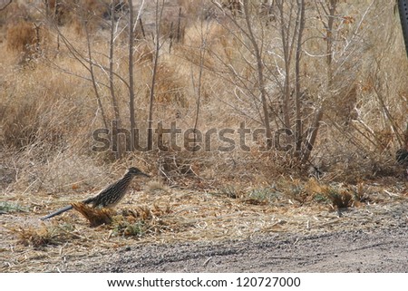 An American Roadrunner (bird) stops briefly in the light brush next to a paved road in the New Mexico desert, looking for food