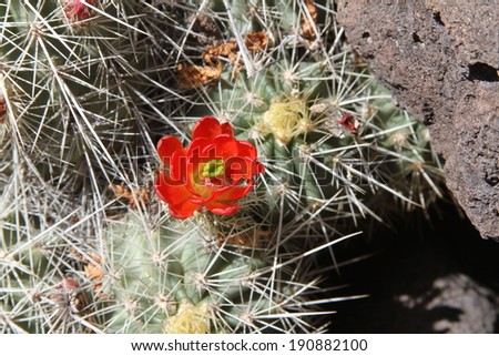 One bright red flower blooms from a cactus in the New Mexico desert in springtime