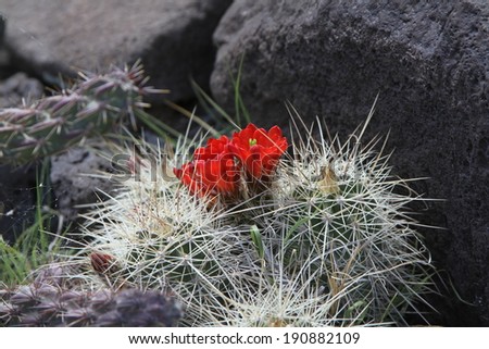 A cactus flowers in the springtime in the New Mexico desert.