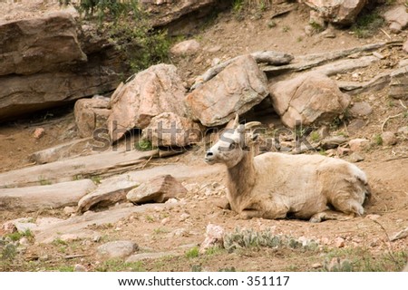 Rocky Mountain Bighorn sheep (ewe) takes a rest on rocky ground near Royal Gorge, Co.
