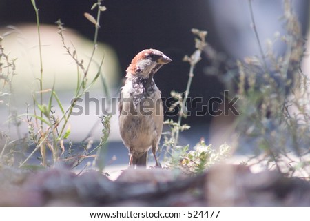Sparrow on the rocks 4 - horizontal orientation
