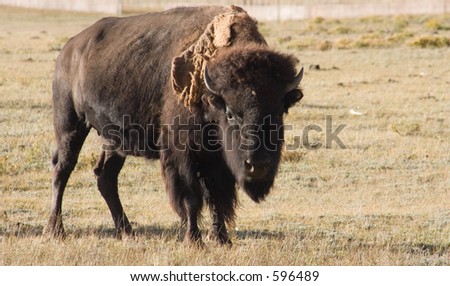A bull buffalo gives the photographer the evil eye before he goes back to grazing in a high country field in Colorado