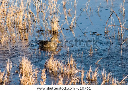 A duck probes amongst the ice and weed-filled waters of the local pond for winter food.