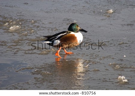 A green, brown and white duck walks across cracked ice to find food in his pond - centered.