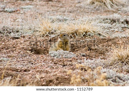A marmot pauses on the edge of his hole to look for predators before seeking food.