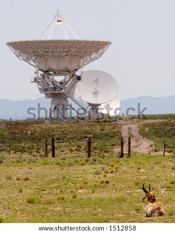 A solitary pronghorn antelope sits at his ease in the grasslands of western New Mexico, with the large radio astronomy dishes of the Very Large Array shimmer in the background heat