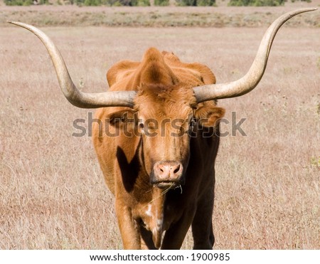 Tight snot of the face and horns of a wary longhorn bull (cow)