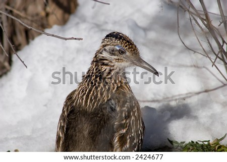 Tight frontal shot of the head, shoulders and ruff of an American Roadrunner (bird) against a snowy background, framed by bare branches.