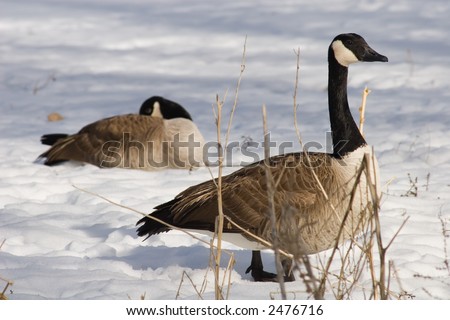 A Canadian goose forages in the snow for seeds or other food while his mate tries to keep warm in the background.