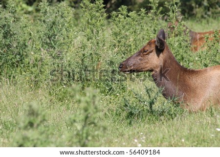 A cow elk lays in the grass, trying not to let multiple flies bother her nap.