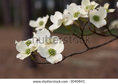 Dogwood+flower+branch