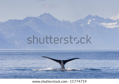 Tail of humpback whale in front of mountain range.