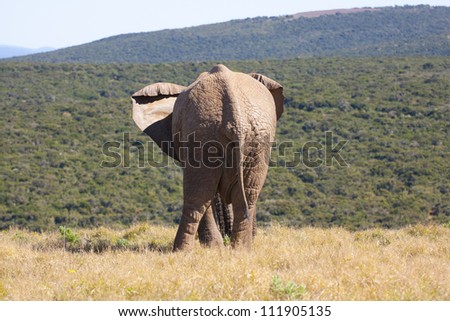 Elephant looking off into the distance