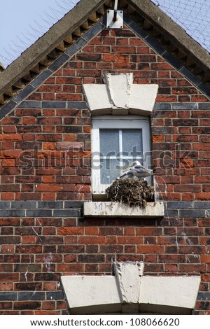 Seagulls nesting on house window ledge at seaside resort.