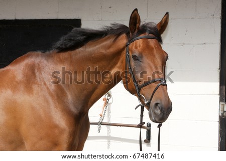 Thoroughbred riding stable horse.