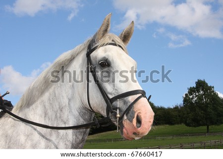 Grey riding stable horse head against blue sky.