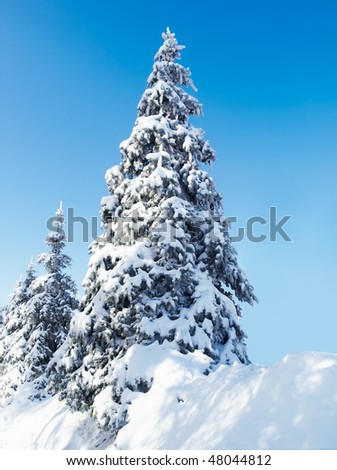 Fir-tree covered with show  under bright winter sunlight