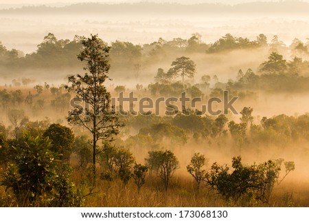 Landscape of forest in the morning