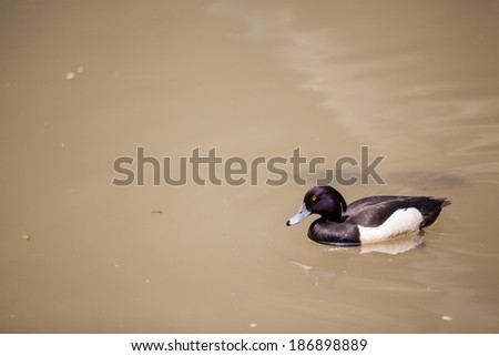 Mandarin Duck swimming in a blue clear pond
