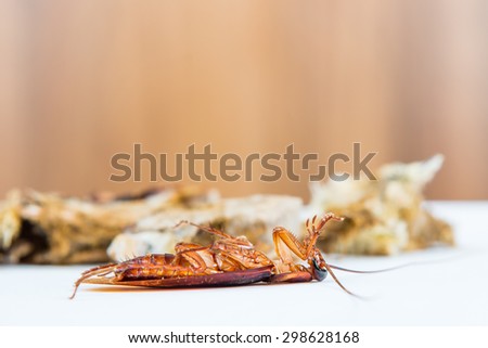 Brown Cockroach on spoiled food