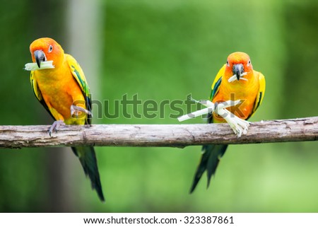 Colorful yellow parrot, Sun Conure (Aratinga solstitialis), standing on the branch