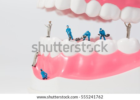 People to clean tooth model