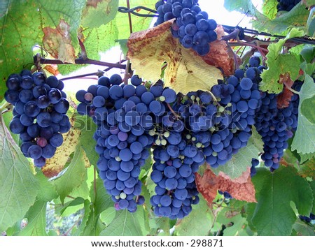 grape vine clipart. stock photo : Grape-Vine