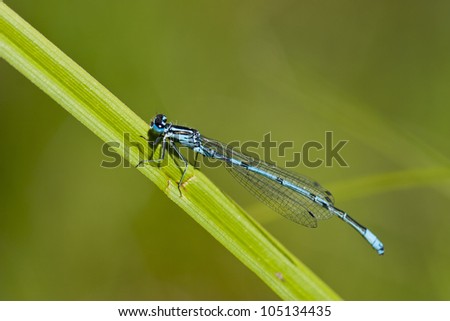 Dragonfly on a blade of grass