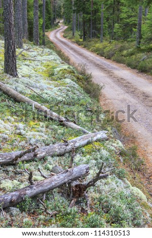 Winding dirt road through the woods
