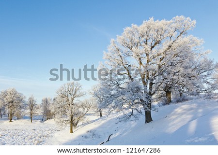 Oak tree in winter landscape