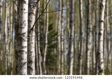 Birch forest with tree trunks on the spring