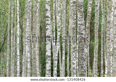 Birch trunks in the forest