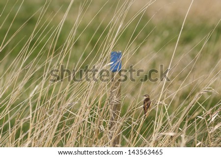 Sedge Warbler sits on a straw of grass